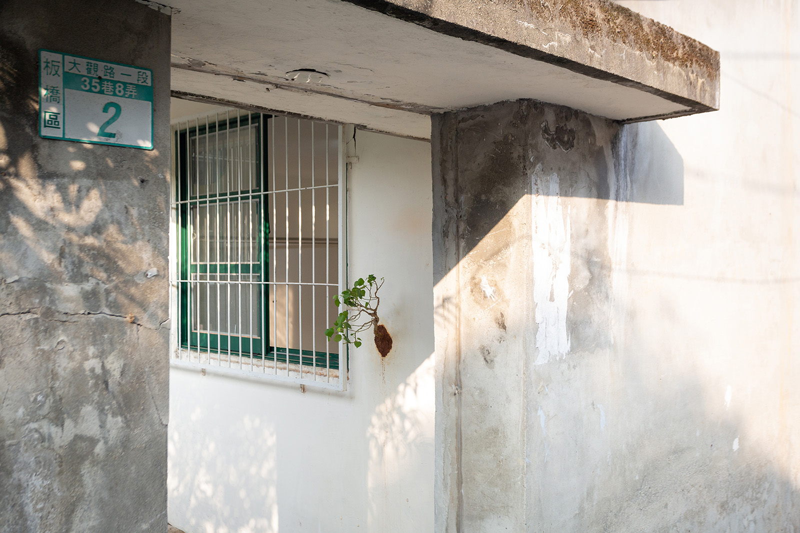 在牆上種一棵樹-15