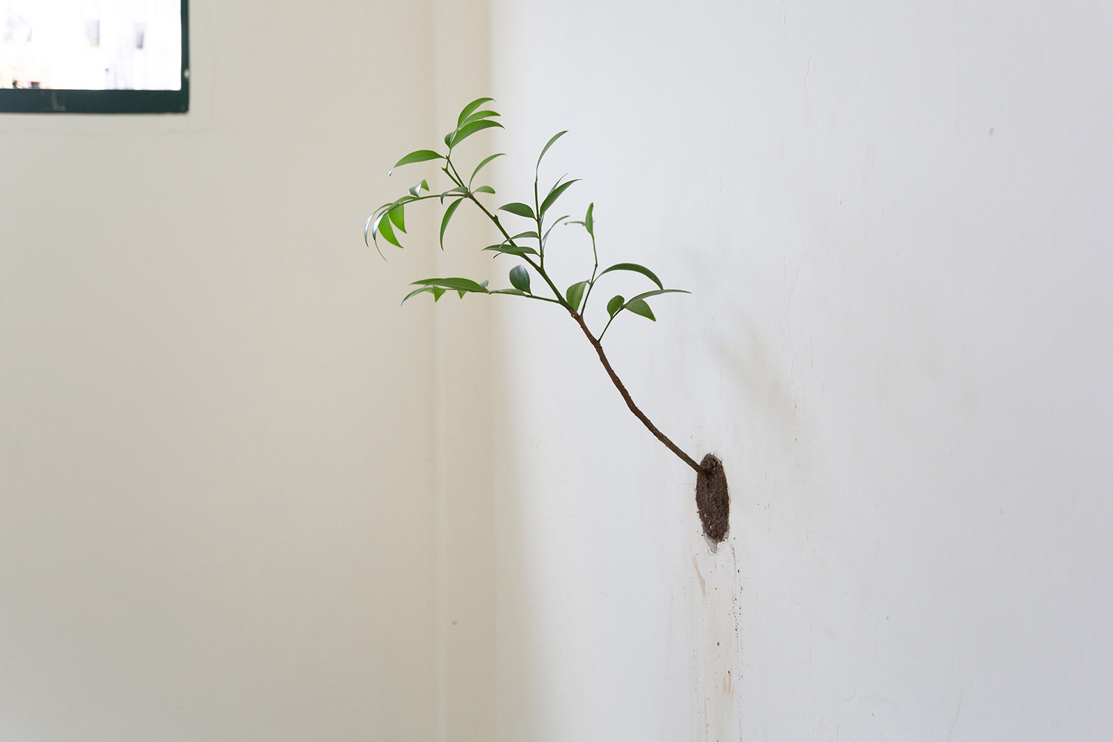 在牆上種一棵樹-2