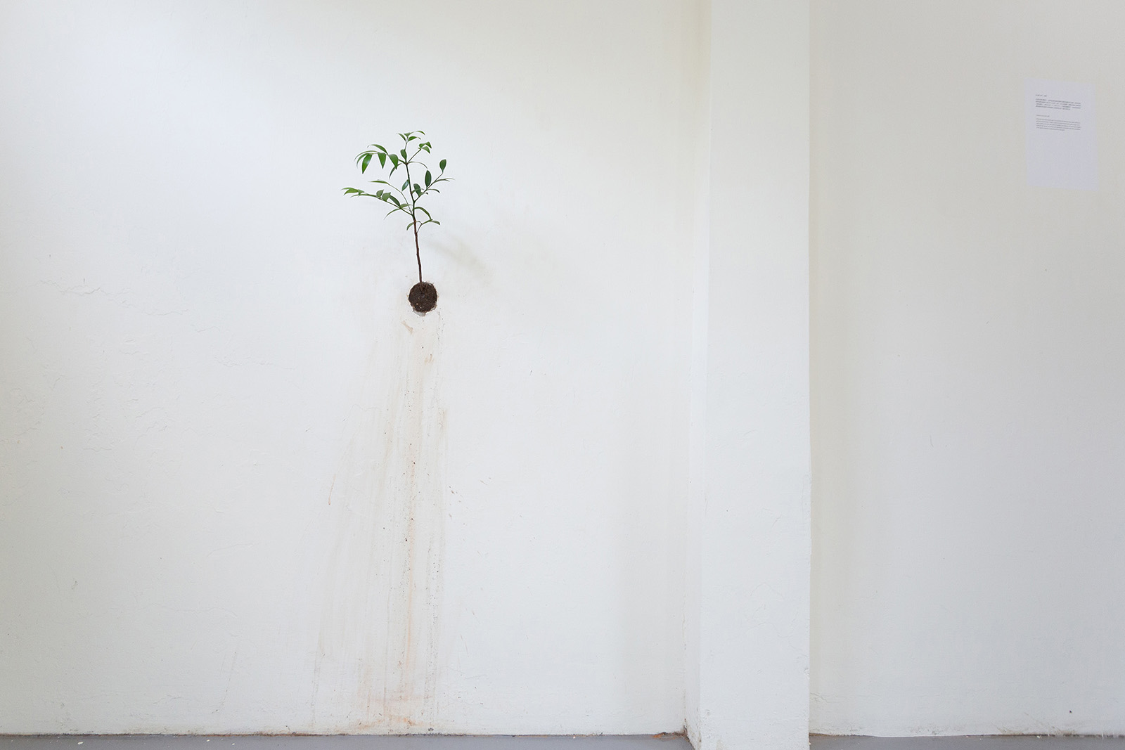 在牆上種一棵樹-3