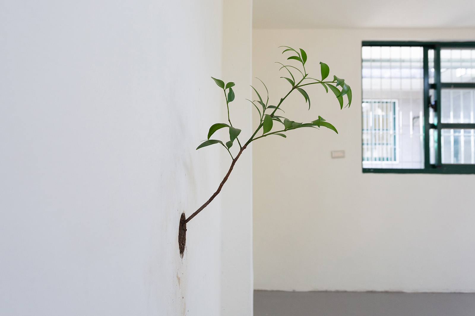 在牆上種一棵樹-4