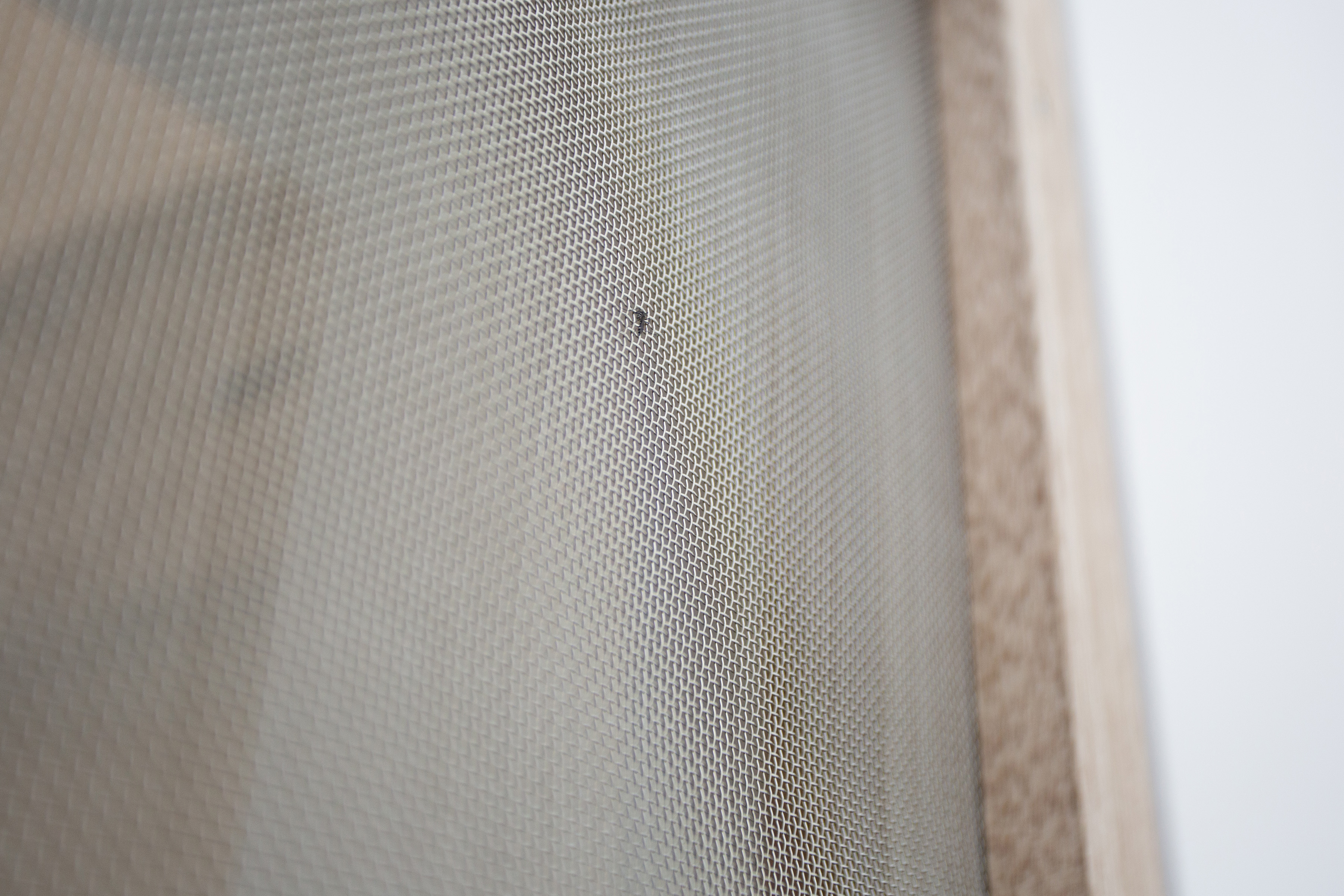 我在空間裡放了一隻蚊子-9