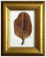 圖抗系的系│一片福木葉子